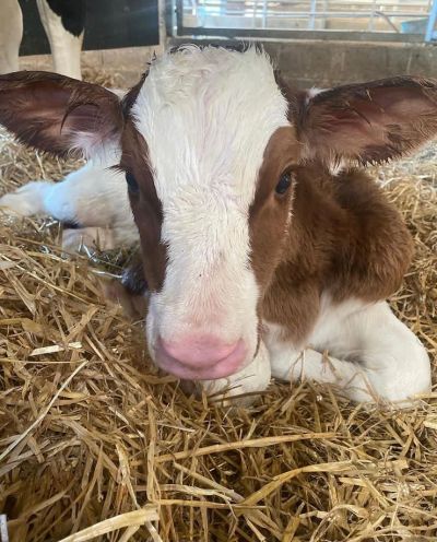 Intro to Calf Rearing - Building a Strong Foundation for Your Herd